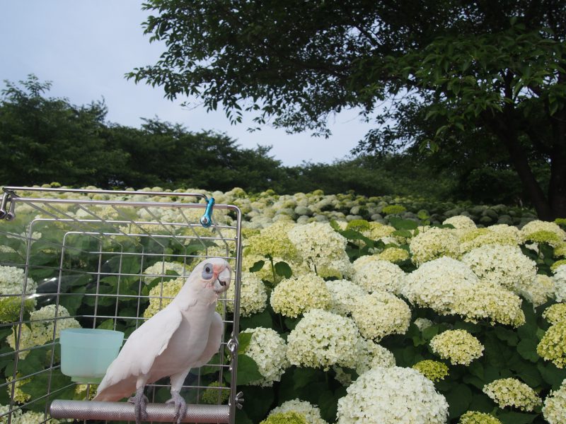 レオの旅（〇〇編）